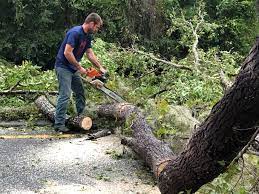 How Our Tree Care Process Works  in  Milton, LA